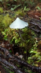 Entoloma canoconicum