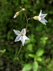 Lithophragma cymbalaria
