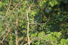 Cyanocorax violaceus
