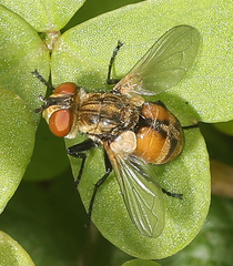 Gymnoclytia occidentalis