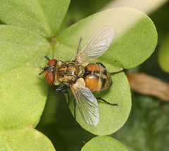 Gymnoclytia occidentalis