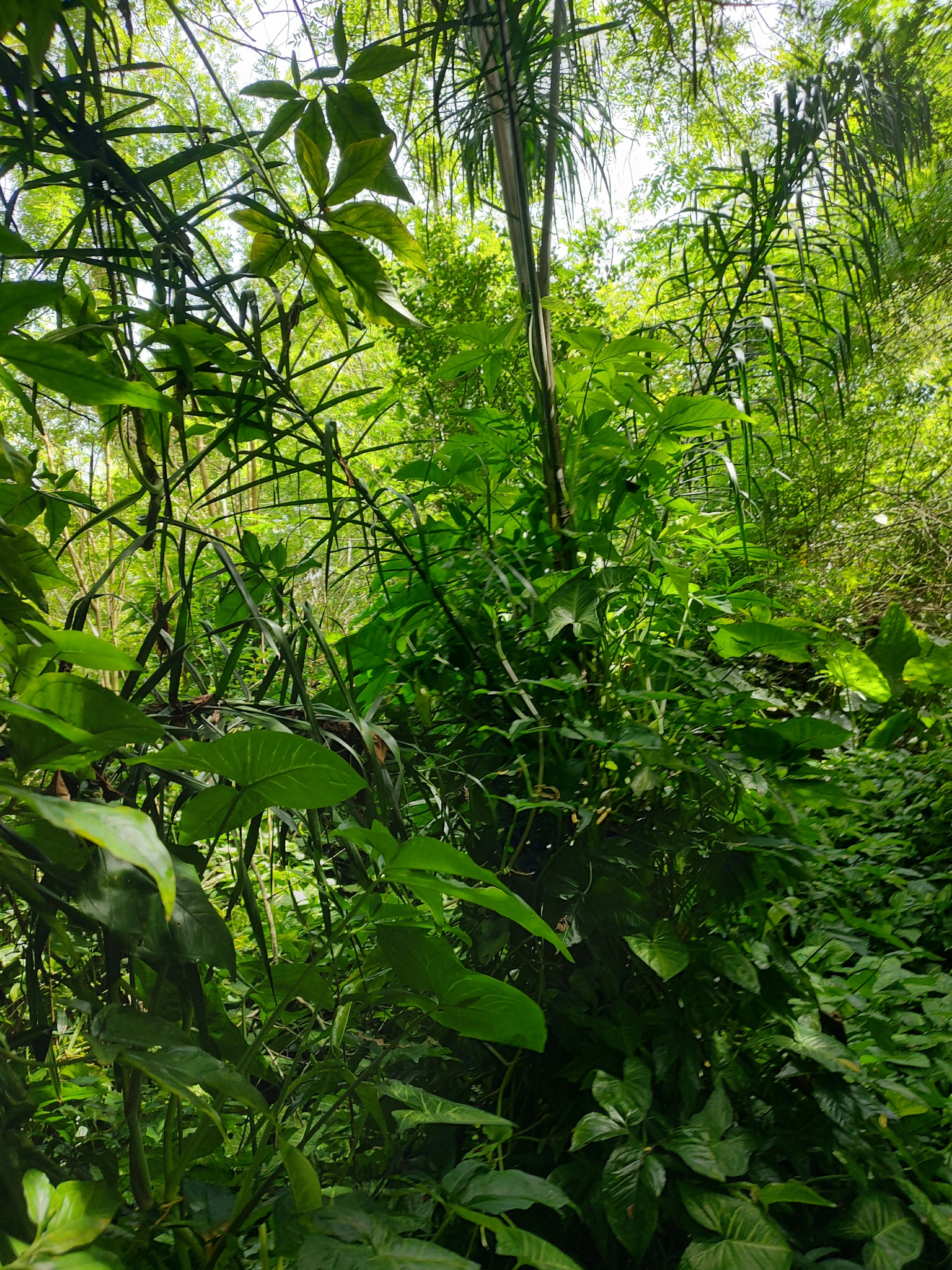Imagem de Palmeira-imperial