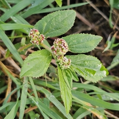 Euphorbia hirta image