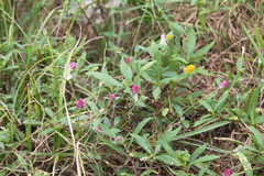 Gomphrena