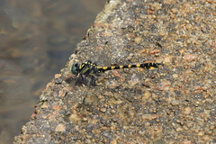 Paragomphus capricornis