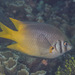 Indo-Pacific Yellowtail Damsel - Photo (c) Mark Rosenstein, some rights reserved (CC BY-NC-SA), uploaded by Mark Rosenstein