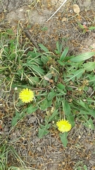 Taraxacum officinale