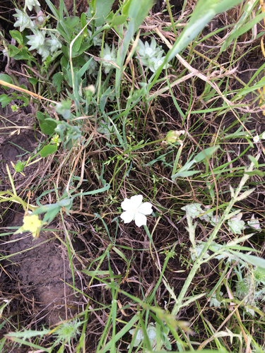 iNaturalist observation photo of Rosy Douglas’ Meadowfoam