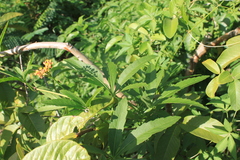 Cissus palmata