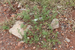 Heliotropium