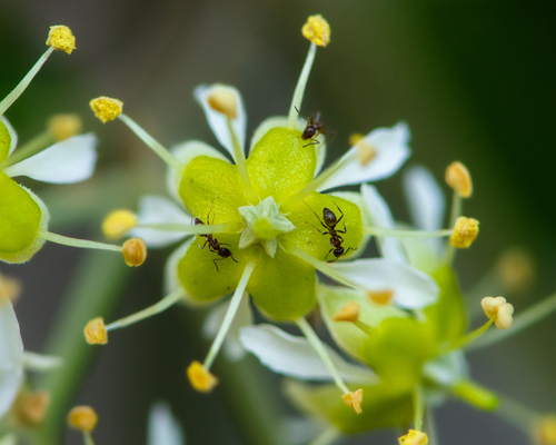Quillaja saponaria