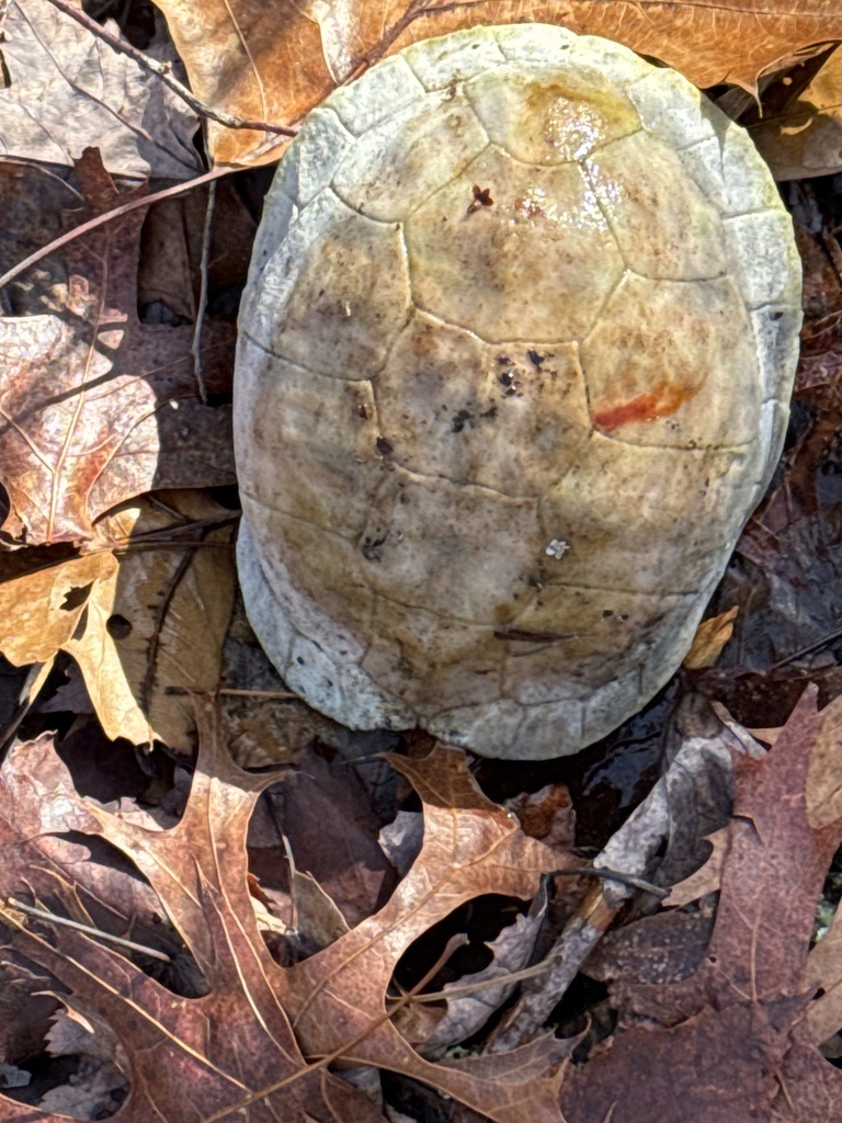 Eastern Box Turtle In January 2024 By Wilse Winn Martin IV INaturalist   Large 