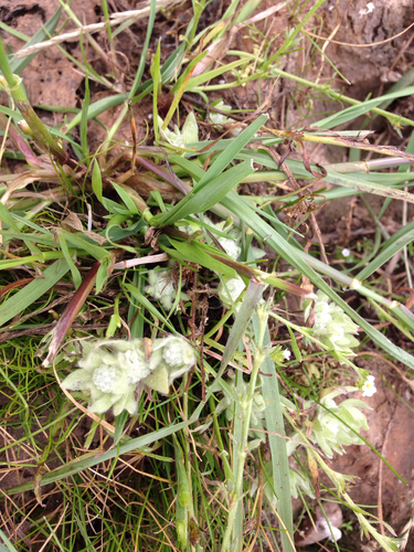 iNaturalist observation photo of Woolly-Marbles