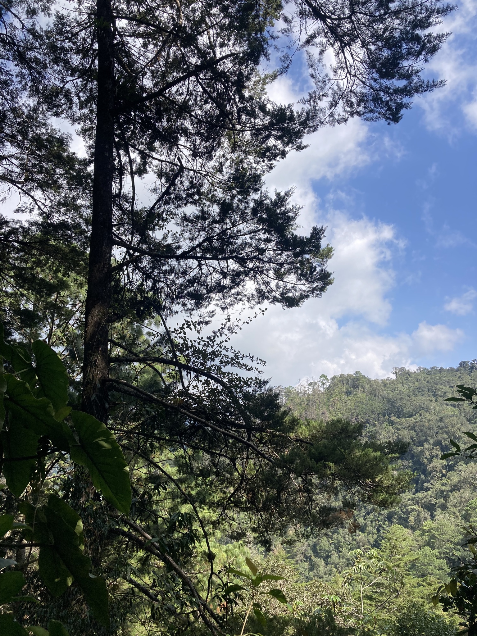 Imagem de Cedro-do-Buçaco