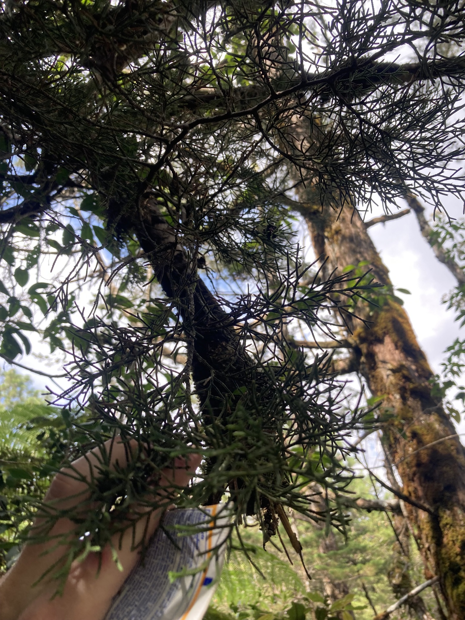 Imagem de Cedro-do-Buçaco