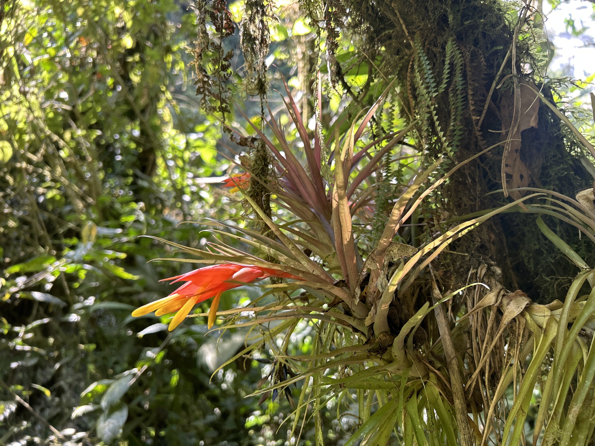 Imagem de Guzmania