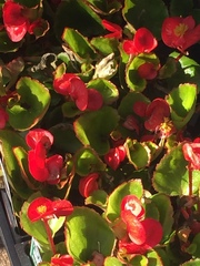 Fuchsia procumbens