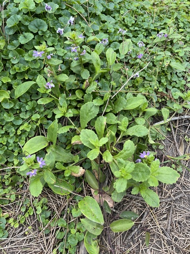 Foto de Scaevola