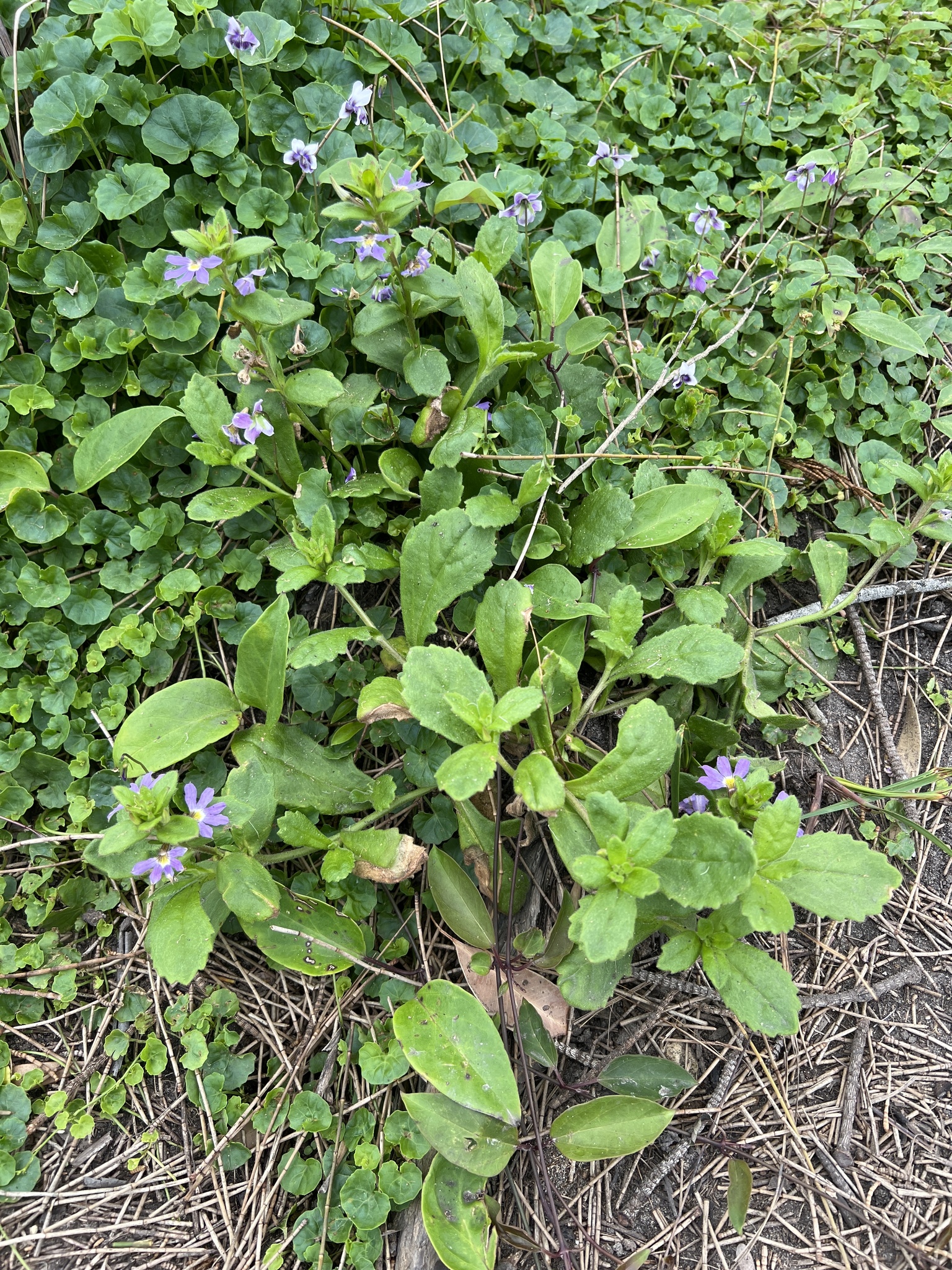 Imagem de Scaevola