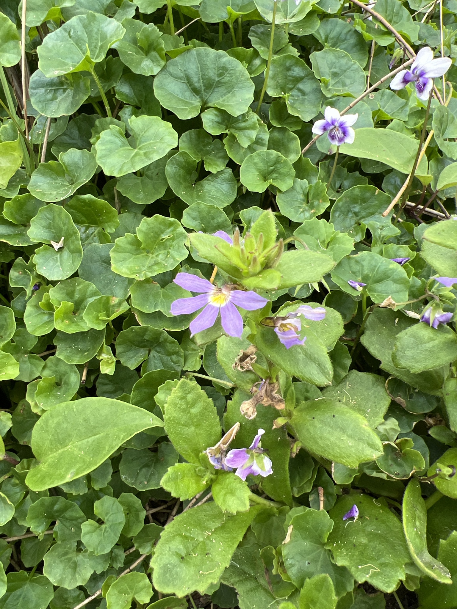 Imagem de Scaevola