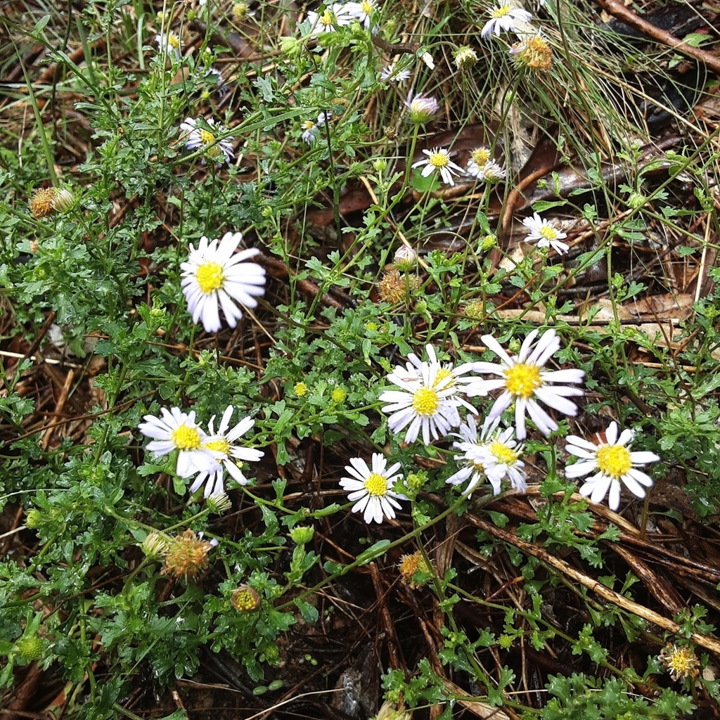 Purple Burr-daisy from Mount Marsden NSW 2849, Australia on January 9 ...