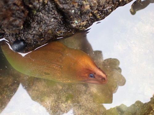 Brown reef eel (Gymnothorax prasinus) — Muraenidae — 3