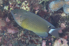 Pomacentrus bankanensis