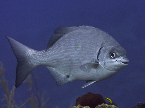 Bermuda chub