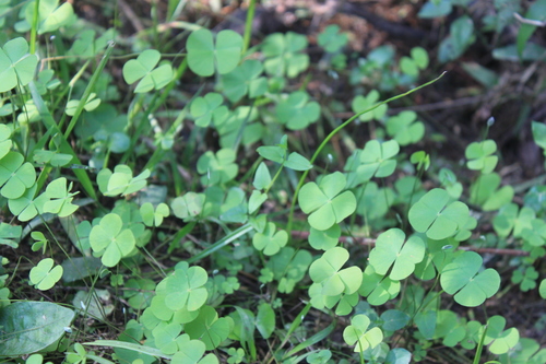 Image of Marsilea ancylopoda by no rights reserved