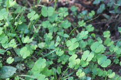 Marsilea ancylopoda