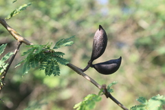 Vachellia caven