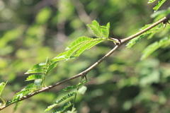 Vachellia caven