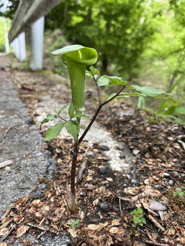 Arisaema planilaminum iNat (2)