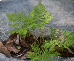 Cheilanthes leucopoda