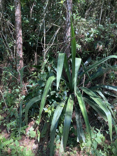 Furcraea guatemalensis