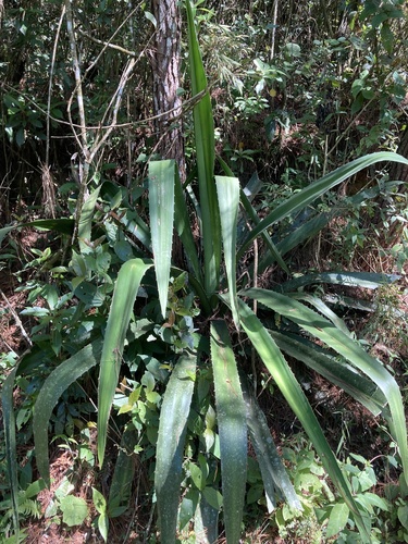 Furcraea guatemalensis