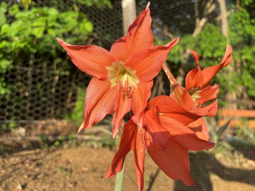 Foto de Açucena