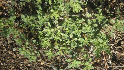 Dysphania pumilio observed 2024-01-10