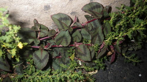 Dysphania pumilio observed 2024-01-10