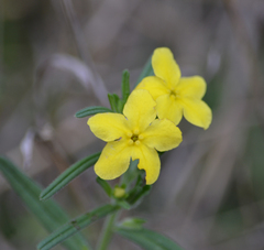 Lithospermum mirabile