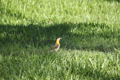 Colaptes campestris
