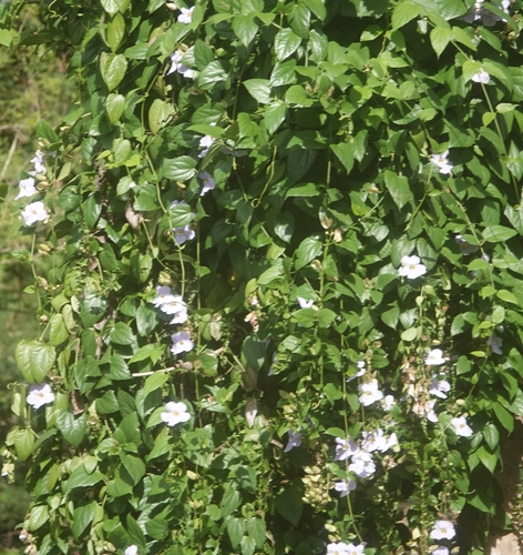 Foto de Tumbérgia