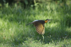 Colaptes campestris