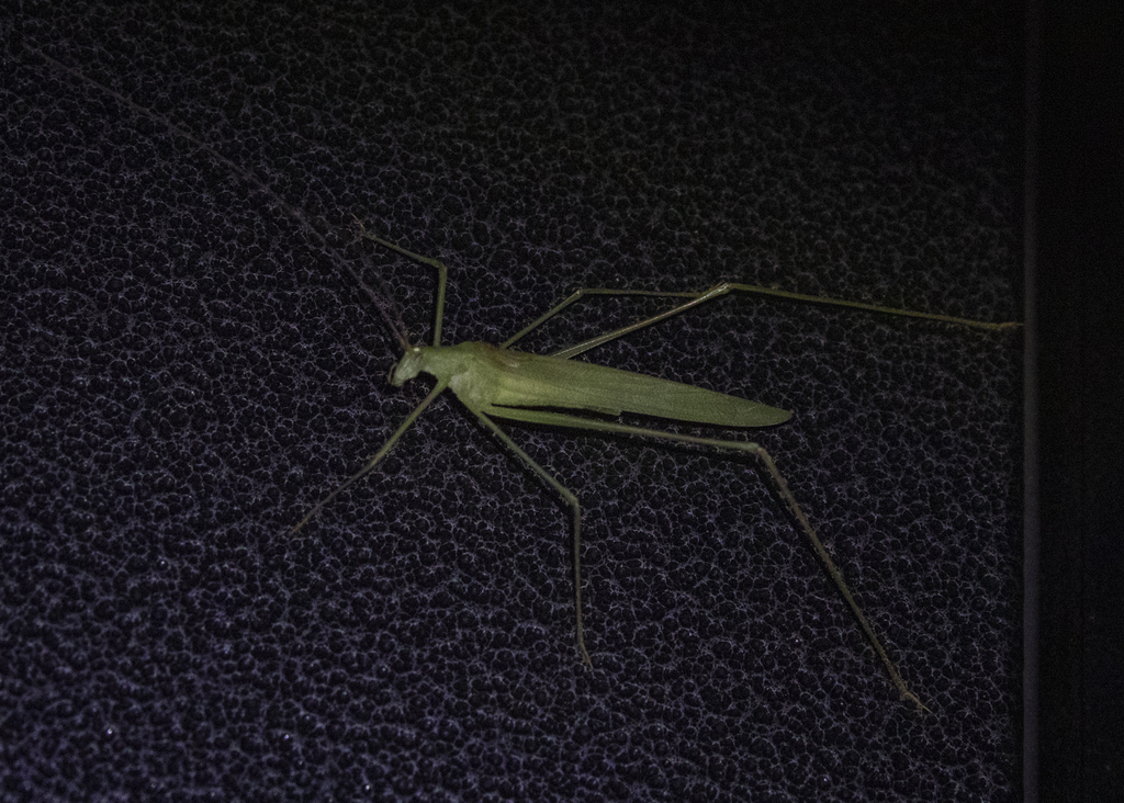 Conchotopoda