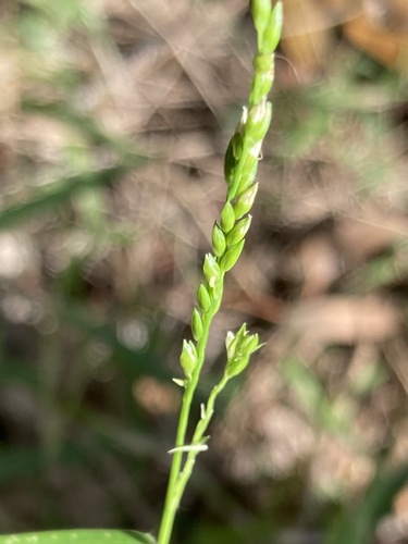 Entolasia marginata