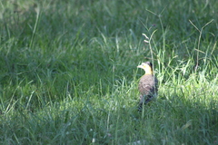 Colaptes campestris