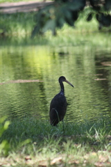 Aramus guarauna