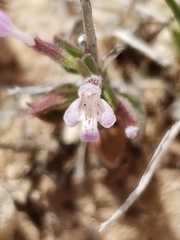 Hedeoma nana