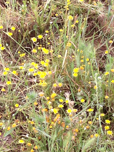 iNaturalist observation photo of goldfields