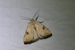 Micrathetis costiplaga